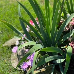 Meet your Posher, Mya